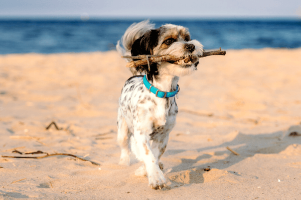 Little dog walking on the beach