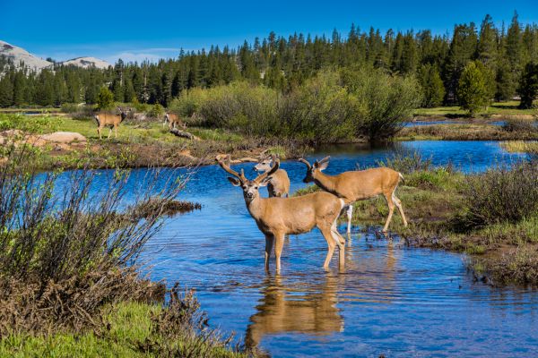 Mule Deer at Yosemite National Park